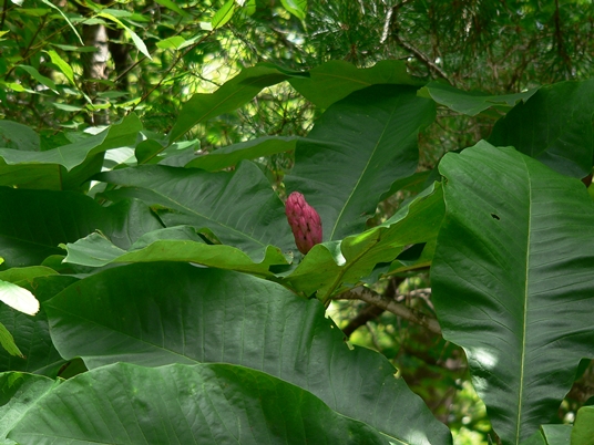 {Magnolia tripetala}